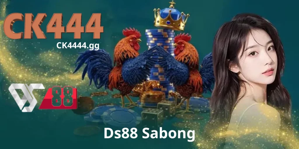 Ds88 Sabong - What is Cockfighting? নিয়ম এবং প্রতিযোগিতার ধরণ শিখুন 1 Ds88 Sabong CK444