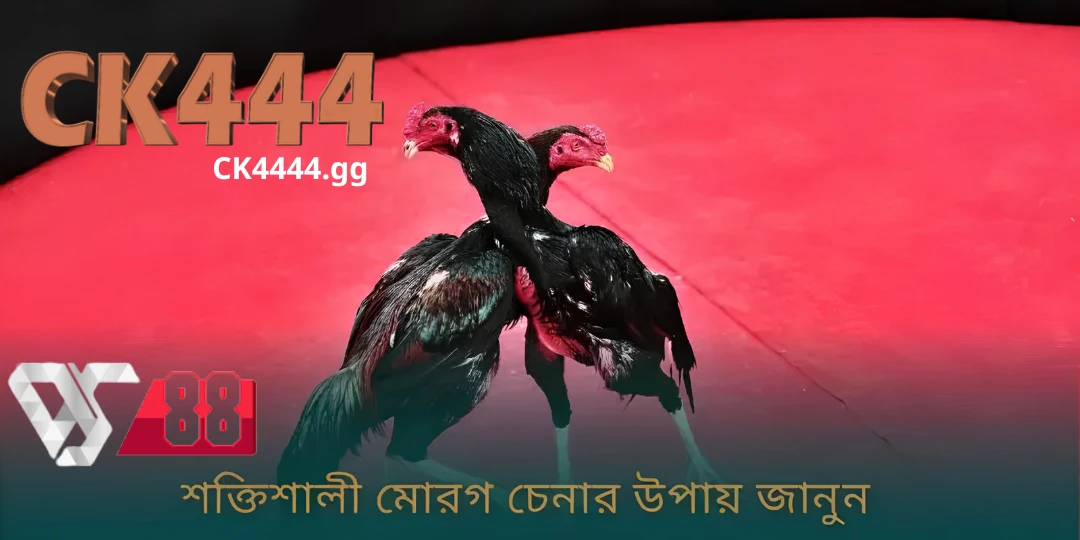 Ds88 Sabong - What is Cockfighting? নিয়ম এবং প্রতিযোগিতার ধরণ শিখুন 4 থোমো মোরগ লড়াই – সুবিধাজনক দেখার এবং বাজি ধরার সমাধান ck444