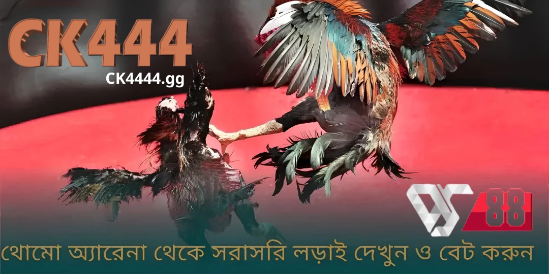 Ds88 Sabong - What is Cockfighting? নিয়ম এবং প্রতিযোগিতার ধরণ শিখুন 3 থোমো মোরগ লড়াই – সুবিধাজনক দেখার এবং বাজি ধরার সমাধান Ck444